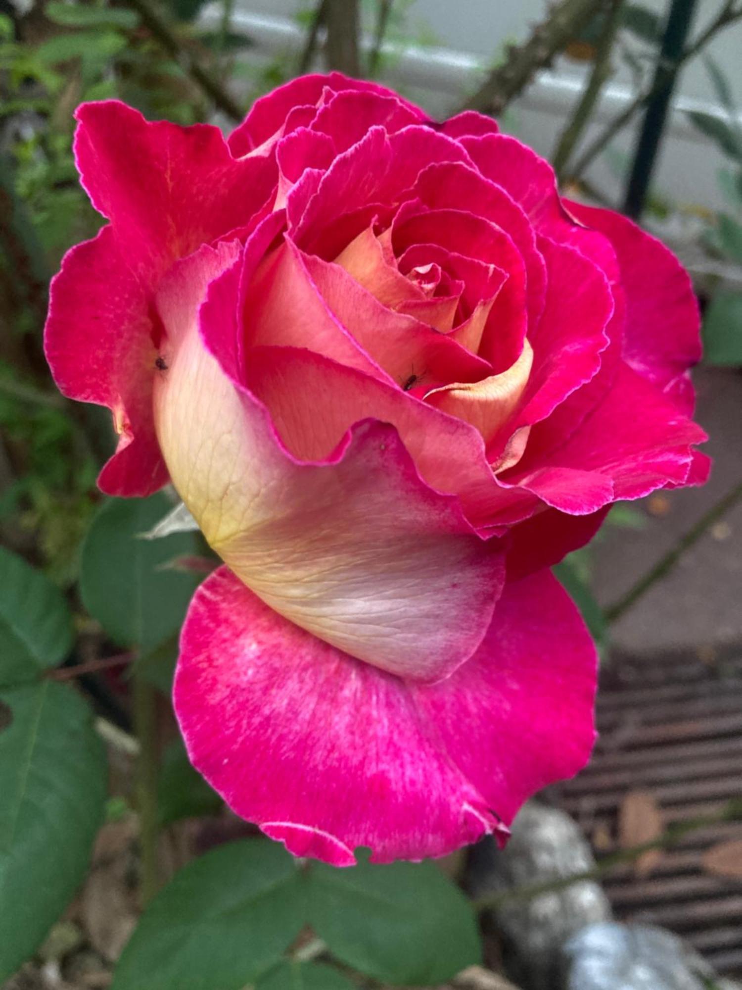 Maison Des Roses Oullins Luaran gambar